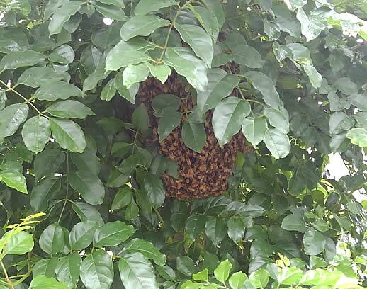 ミツバチ分蜂注意点植木